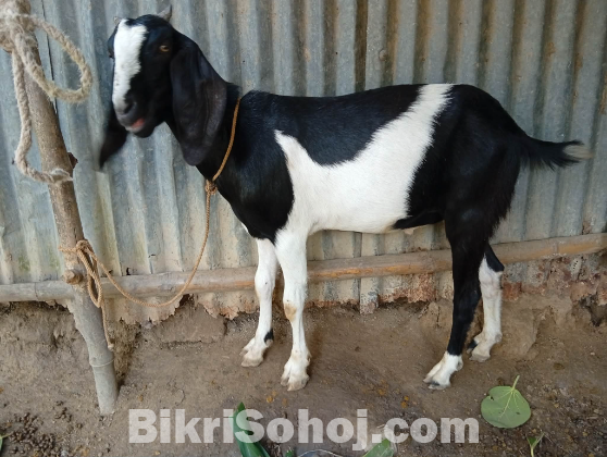 সুন্দর কোরবানির ছাগল বিক্রি হবে